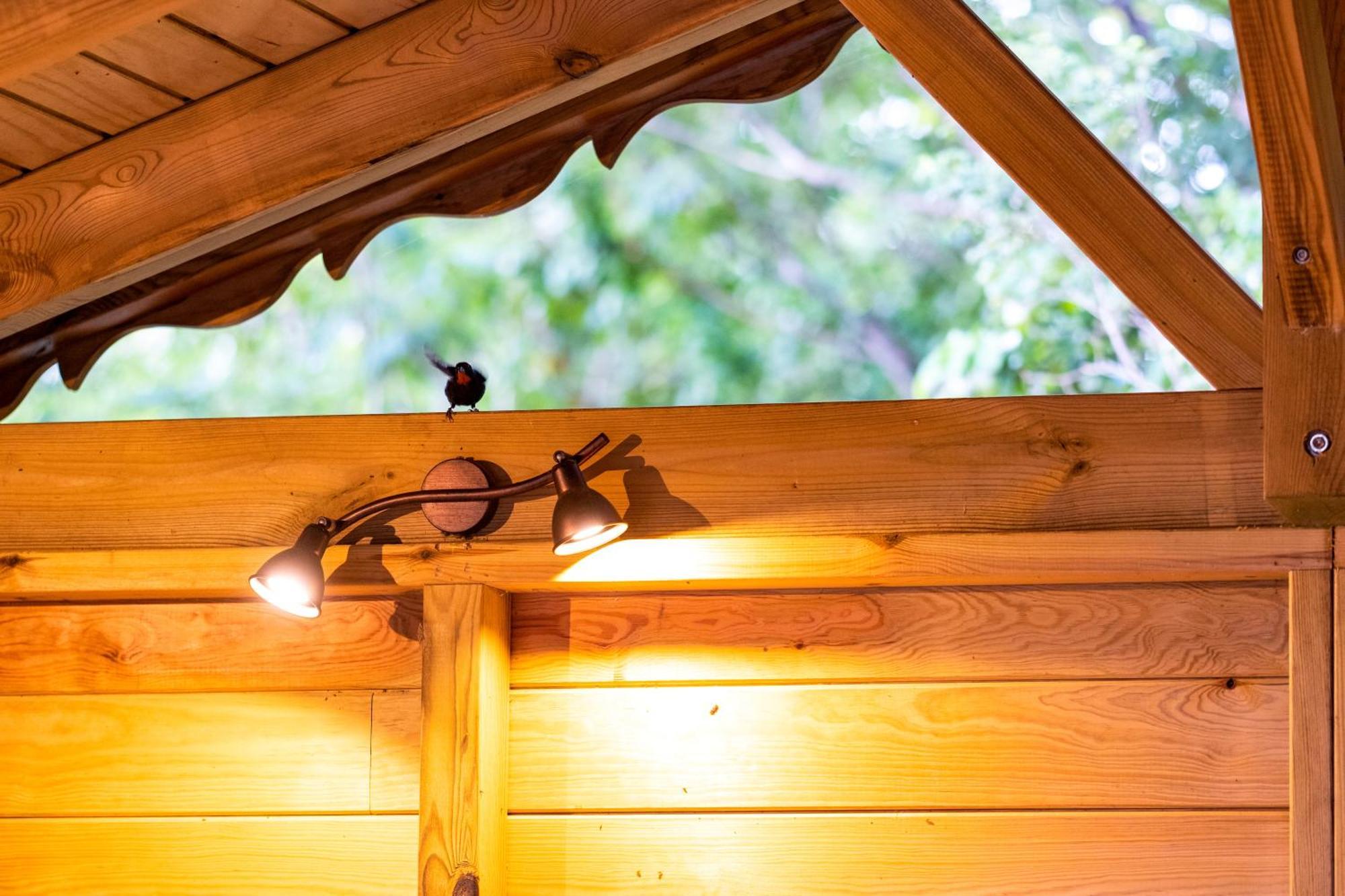 Lodge Jungle