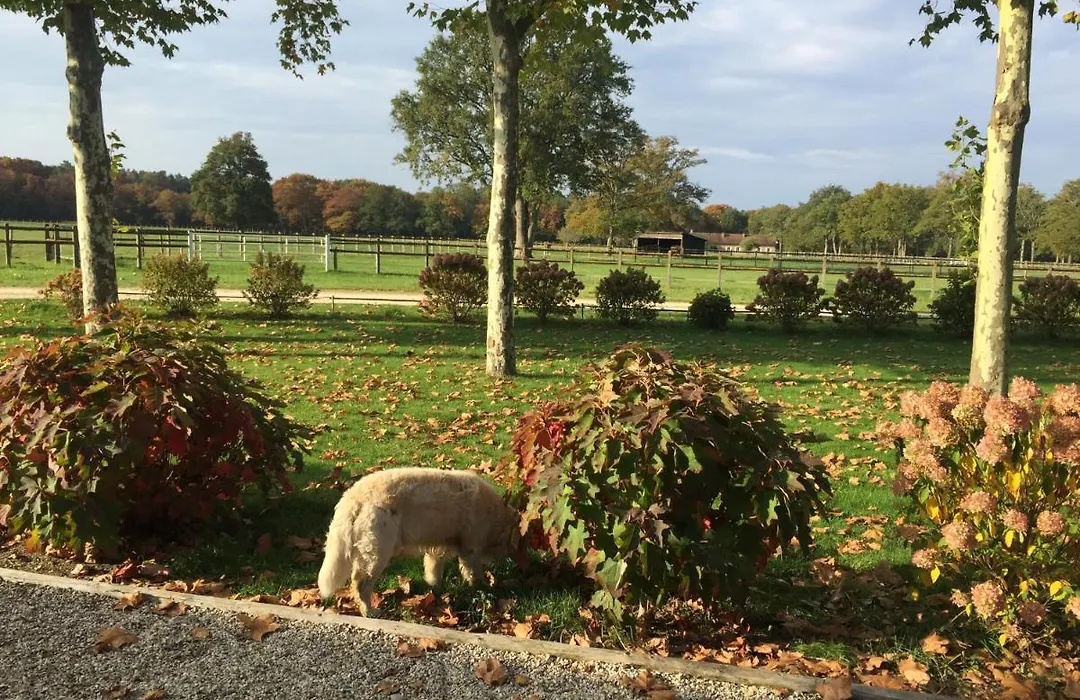 haras du Vignault Le Bûcher-1