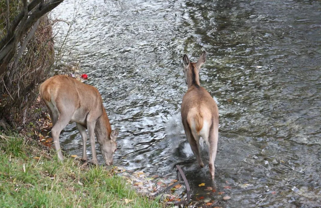 Il rifugio nel parco-1