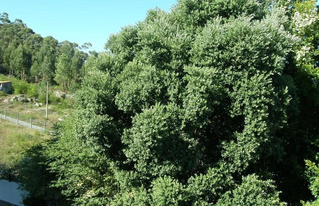 Casajp-1