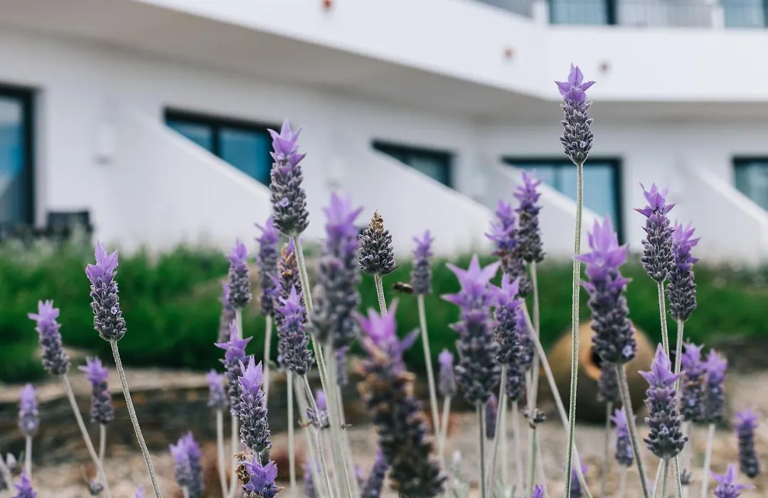 Hotel Sol Ixent - Adults Only-1