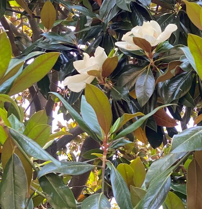 Le Magnolie-1