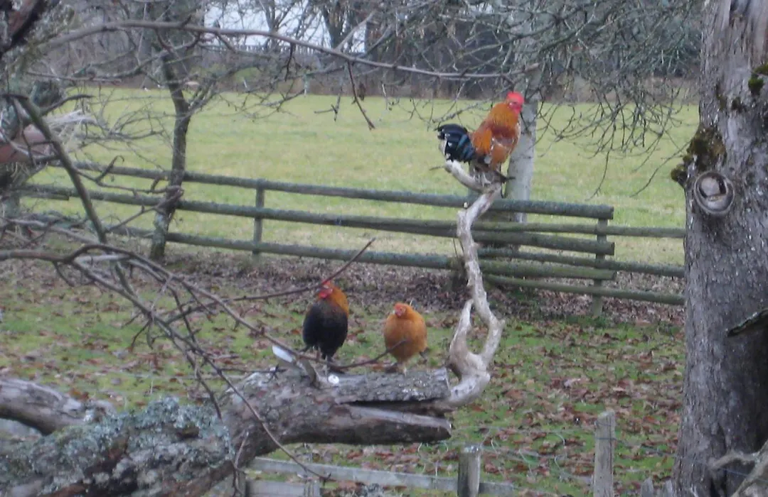 Pension Baarblick-1