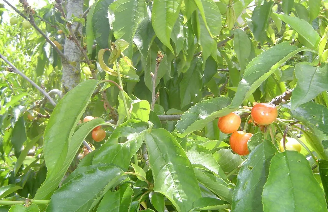 Quinta Dos Oliveiras-1