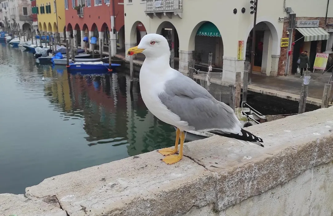 Ca' dell'Angelo-1
