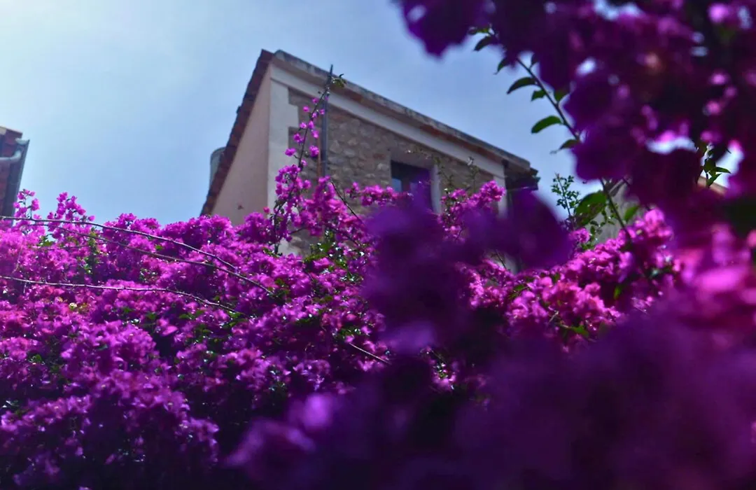 Hotel Casa Bougainvillea-1