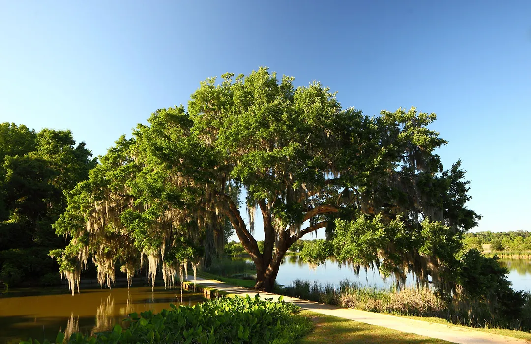 The Inn At Middleton Place-1