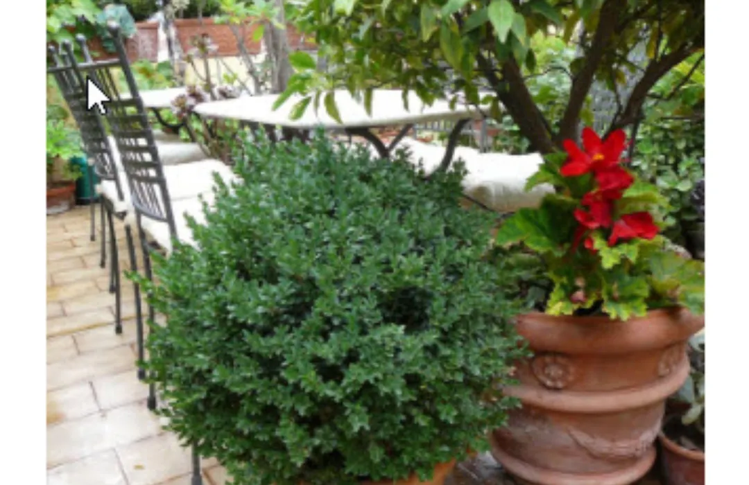 La Terrazza Dei Pelargoni B&B-1