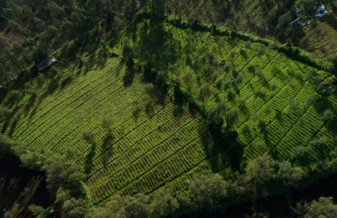 Plataran Bromo-1