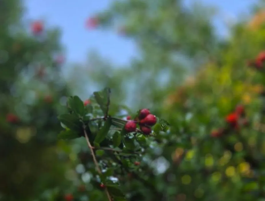 B&B La Rosa Antica-1