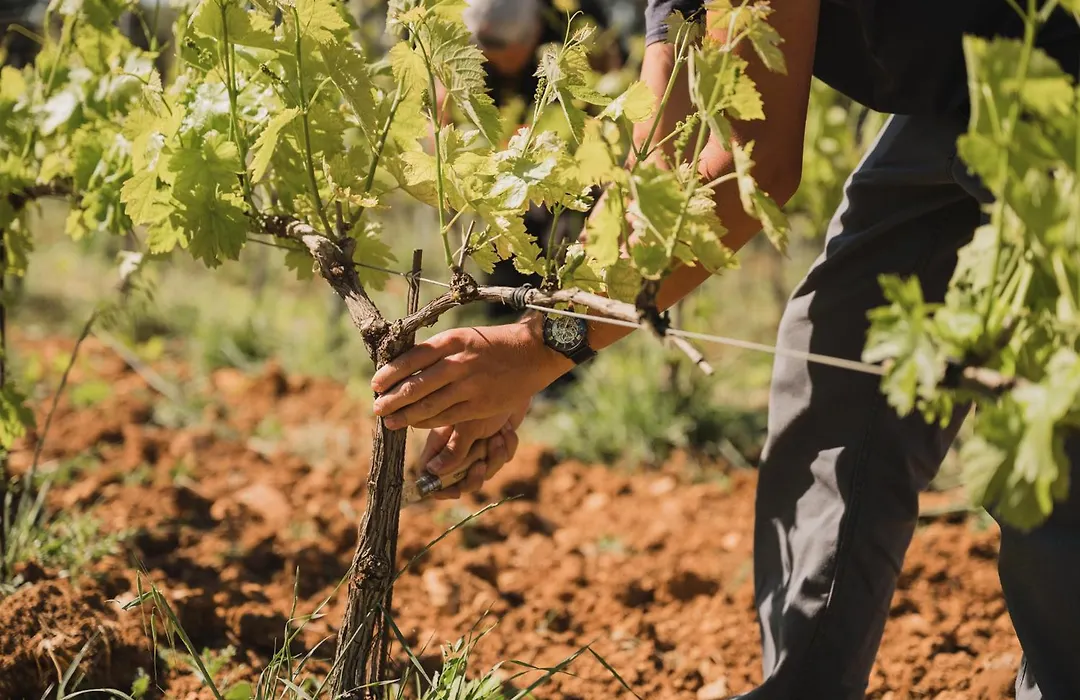 Domaine Rabiega - Vineyard&Boutique hotel-1