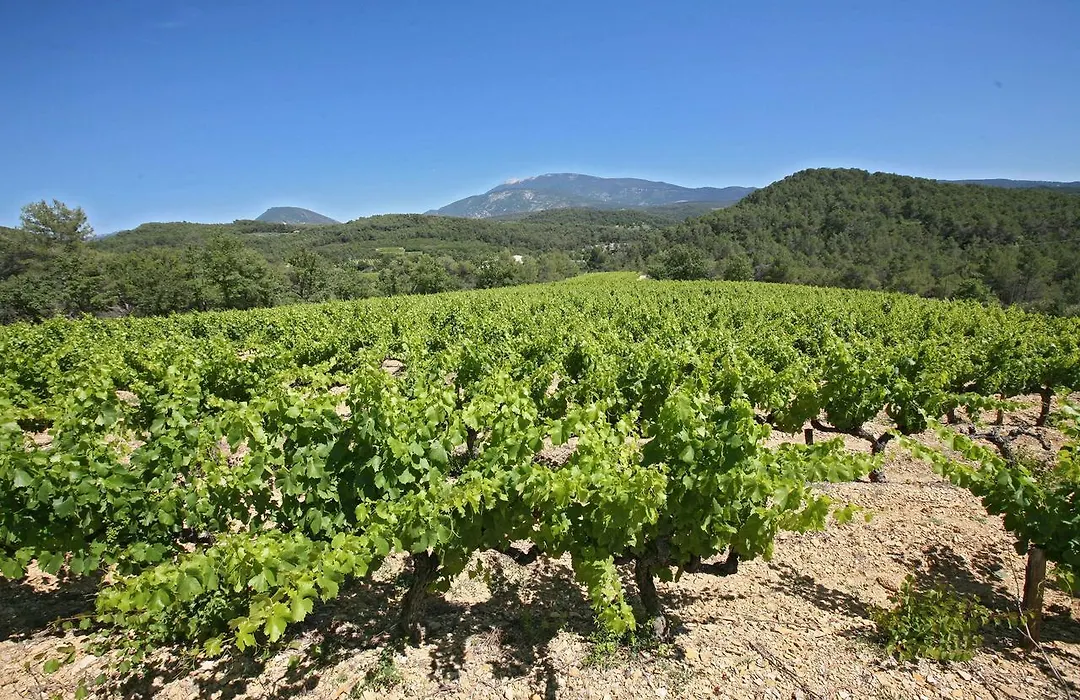 Auberge Les Olivades-1