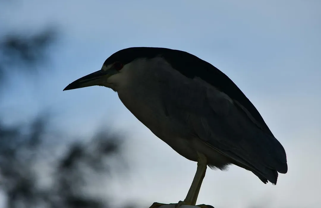 Pousada Barra Sul-1