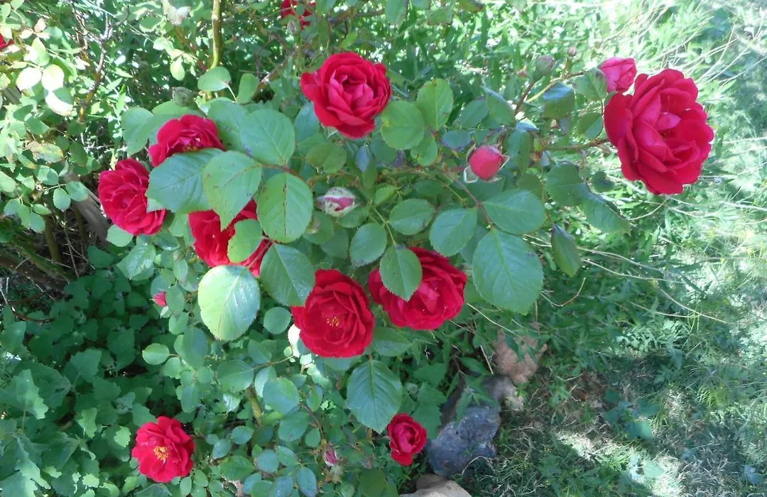 Violet Rose B&B-1