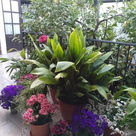 El Patio Andalú-3