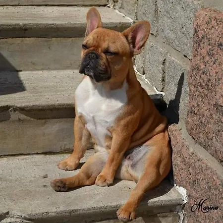 B&B Colvestre-2