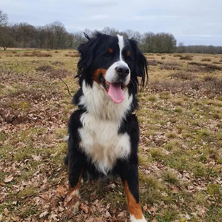 Studio in rietgedekte boerderij, geheel privé, hond vriendelijk-2