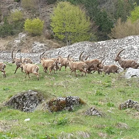 Affittacamere Buon Riposo-3