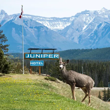 The Juniper Hotel & Bistro-3
