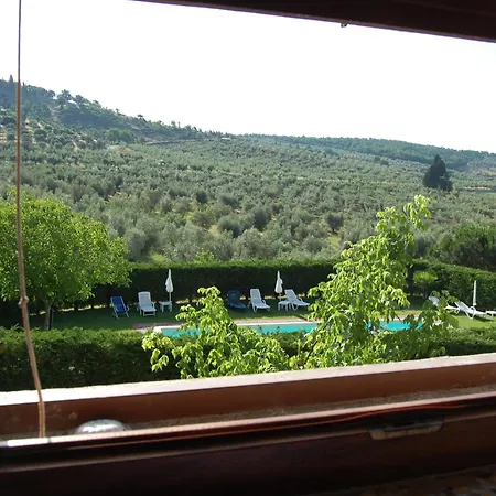 Oliveto di Teodora-2