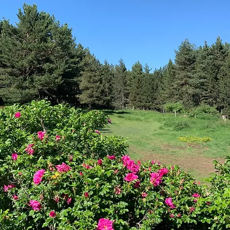 Le serpolet-3