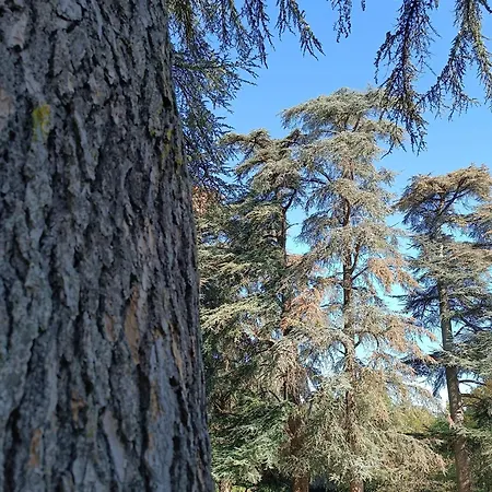 Le Jardin Des Cèdres-3