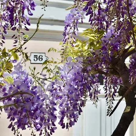 Wisteria-2