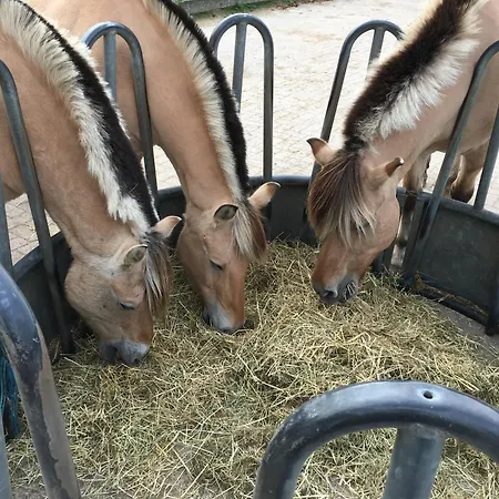 Gastenverblijf op unieke locatie De Kronkel op de Veluwe-2