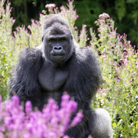 Les Jardins De Beauval-3