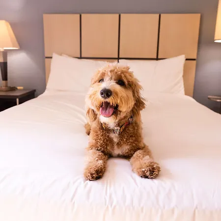 Sonesta Simply Suites Orange County Airport-3