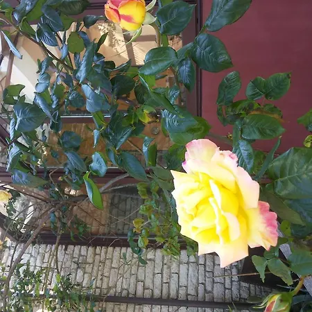 B&B Villa Acero-3