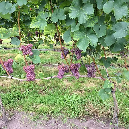 B&B Op Wijngoed Havelte-3
