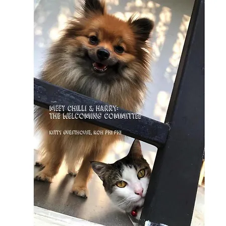 Kitty Guesthouse-3