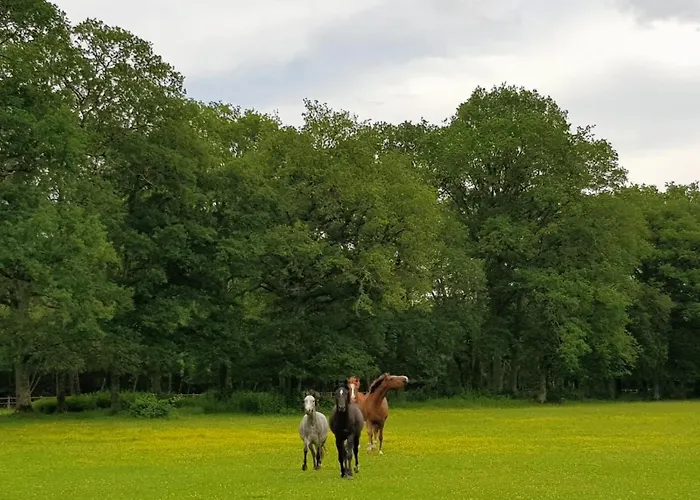 haras du Vignault Le Bûcher Salbris