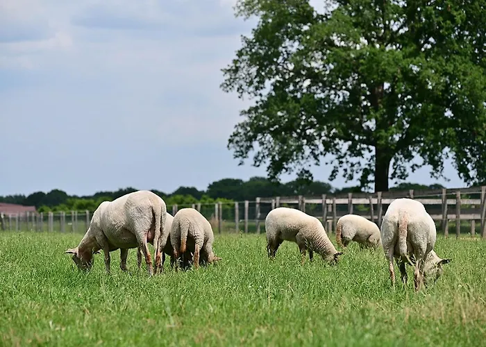 De Lakenvelder B&B Eersel