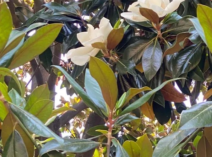 Bed and Breakfast Le Magnolie Santa Margherita Ligure