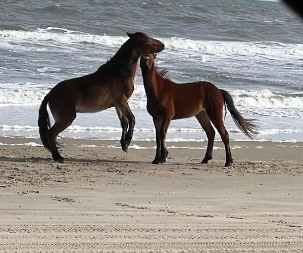 Wild Horse Inn Corolla