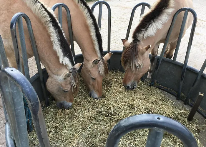 Gastenverblijf op unieke locatie De Kronkel op de Veluwe