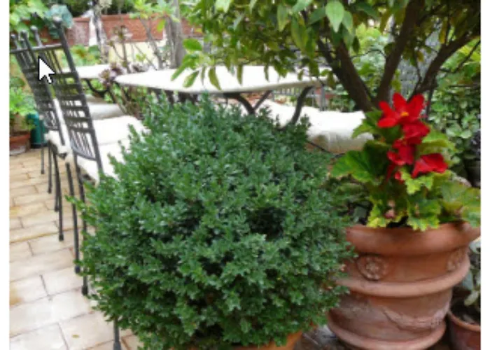 La Terrazza Dei Pelargoni B&B Vintimille