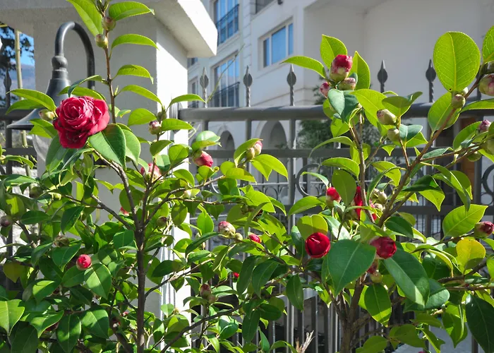 Hotel Oaza Budua
