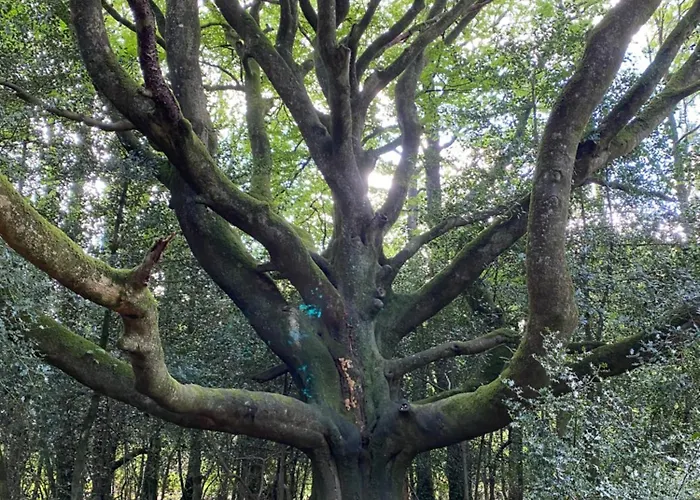 L'Hôtié de Brocéliande
