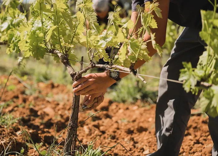 Domaine Rabiega - Vineyard&Boutique hotel Draguignan